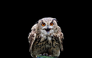 photography of a white and brown owl