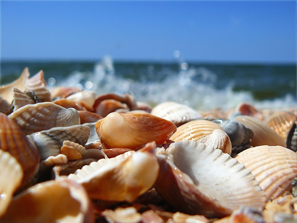 clampshell lot HD wallpaper