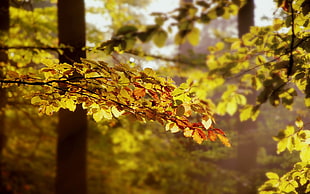 brown leaf tree