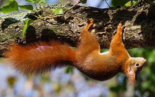 red squirrel hanged on branch
