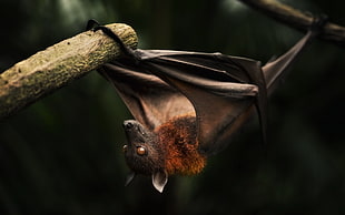 brown fruit bat, animals, nature