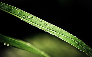 green plant, leaves, water drops