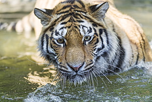 tiger lying on grass HD wallpaper
