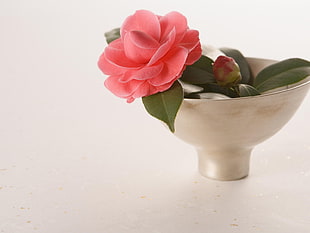 pink petaled flower on white porcelain bowl