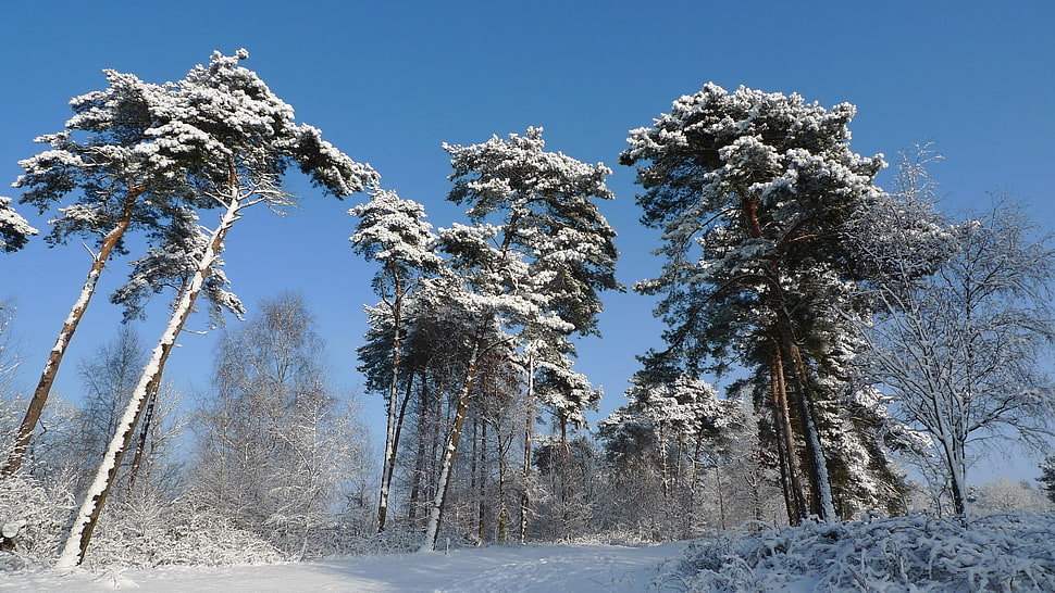 trees full of snow during daytime HD wallpaper