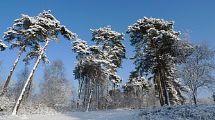 trees full of snow during daytime