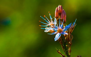 selective focus of blue petaled flowers during day time