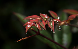 closeup photo of red leaves plant with water drops