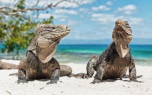 two iguana chilling at the beach HD wallpaper