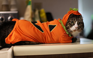 gray Tabby cat wearing brown shirt on top of white plastic table