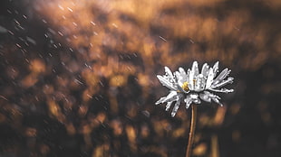 white aster flower, flowers, plants, nature, rain