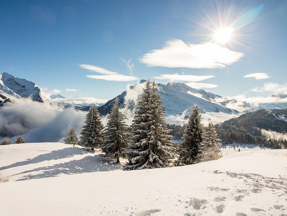 sunlight over snow covered mountain with pine trees during daytime HD wallpaper