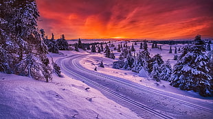 purple and white floral area rug, snow, trees, road, sunset