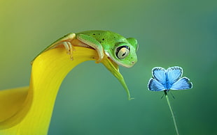 green frog, frog, butterfly, flowers, amphibian