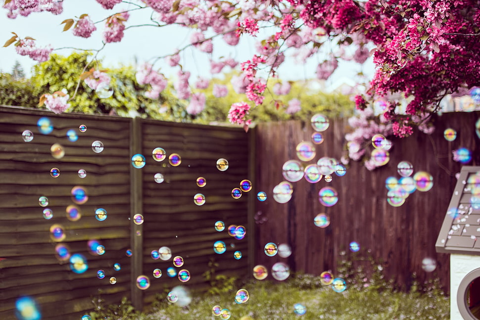 purple flowers, bubbles, trees, flowers, backyard HD wallpaper