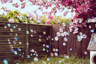 purple flowers, bubbles, trees, flowers, backyard