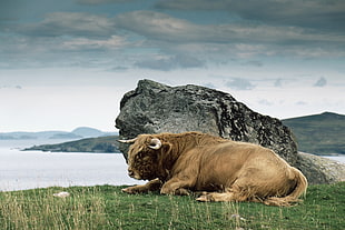 yack laying near on gray stone during daytime