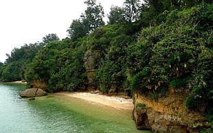 white sand seashore beside cliff with green plants and trees