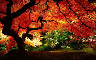 maple tree, trees, river, fall, nature HD wallpaper