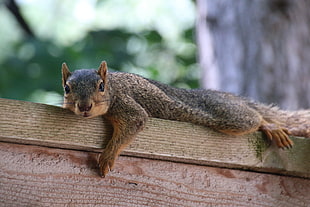 brown squirrel on brown wooden board, ann arbor, michigan