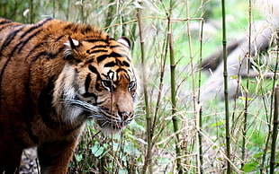 shallow focus photography of tiger