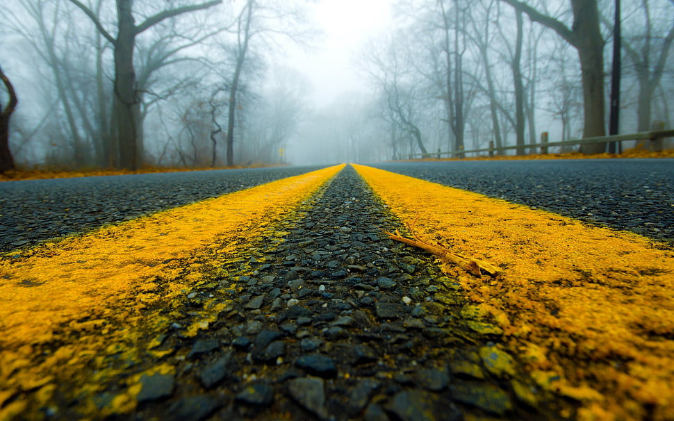 empty yellow road surface marking between trees HD wallpaper