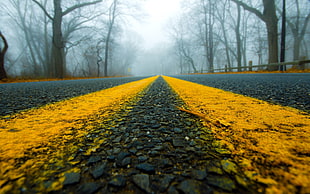 empty yellow road surface marking between trees