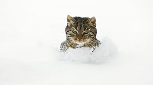 brown tabby cat, cat, snow
