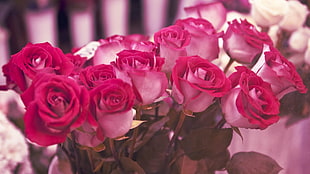 red-and-pink roses bouquet HD wallpaper