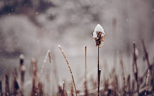 brown grass, snow, nature, winter, spikelets HD wallpaper