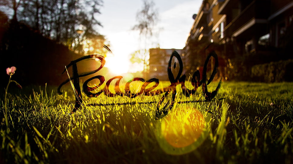 black Peaceful text overlay, peaceful, grass, Sun, blurred HD wallpaper