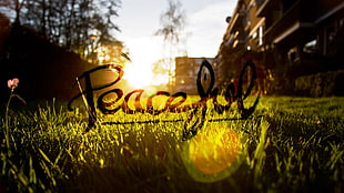 black Peaceful text overlay, peaceful, grass, Sun, blurred