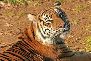 brown tiger lying on brown soil HD wallpaper