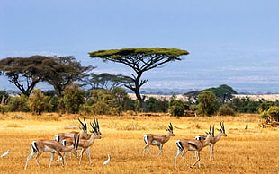 herd of antelopes, nature, landscape, savannah, animals