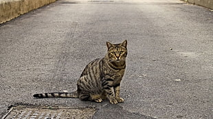 gray tabby cat sitting on gray concrete road