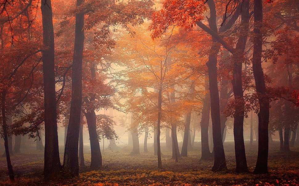 orange trees covered with smoke at daytime HD wallpaper