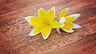 yellow-and-white petaled flowers, yellow flowers, wood