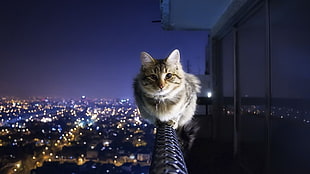 gray cat sitting on metal railings HD wallpaper