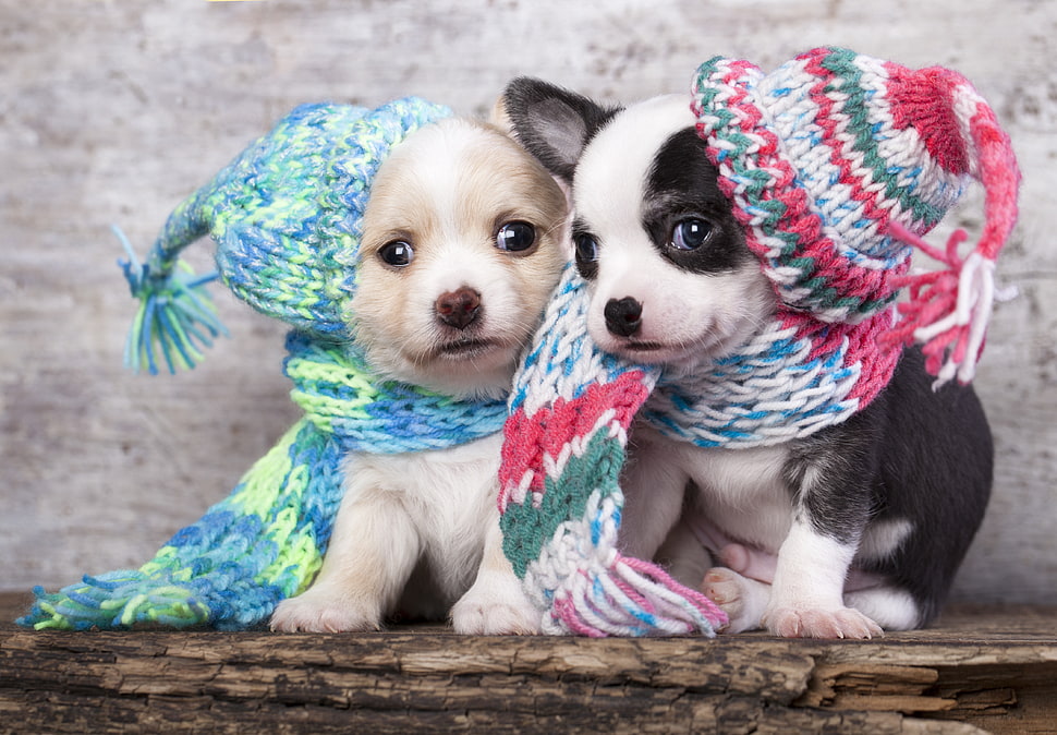 white and white-black short coated puppies HD wallpaper