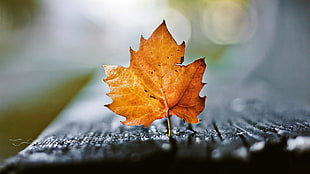 depth of field photography of maple leaf