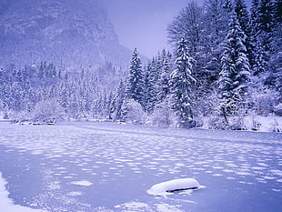 landscape photo snow forest