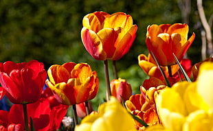 orange and red tulip flowers in bloom at daytime
