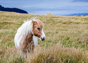 white and brown horse in mountain plains, iceland