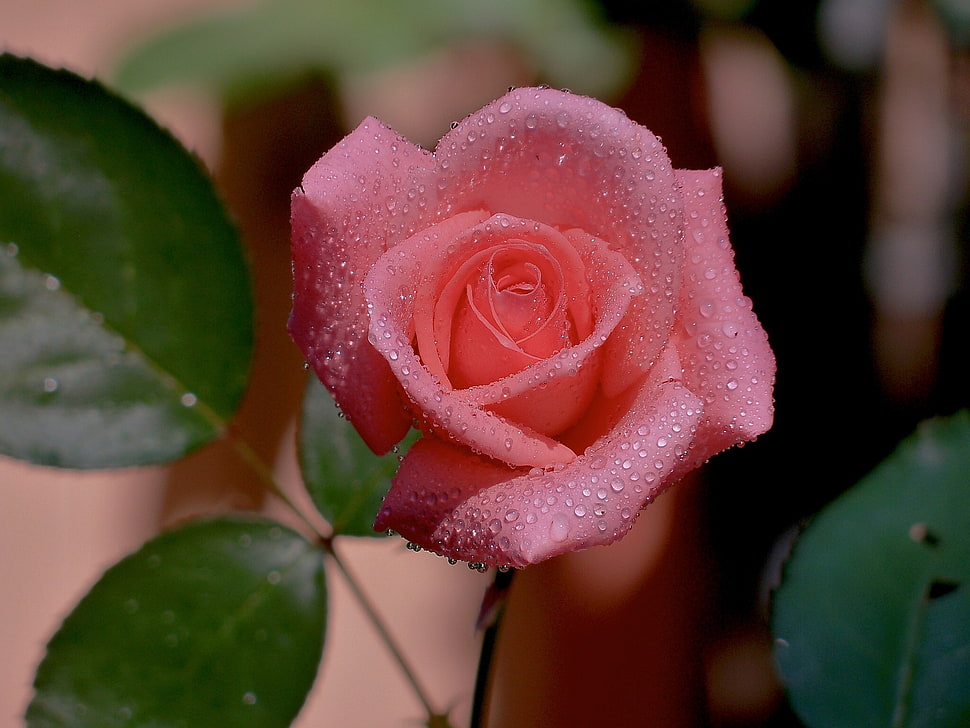 pink Rose flower HD wallpaper