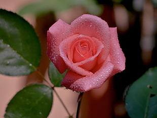 pink Rose flower