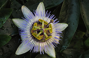 white, purple, and green passion flower HD wallpaper