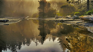 body of water, reflection, river, forest, nature