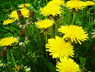 yellow Dandelion flower field at daytime