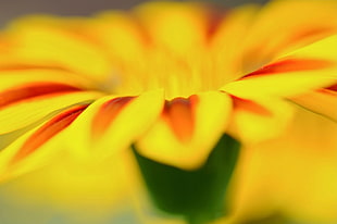 yellow and red gazania flower, macro, flowers, yellow flowers HD wallpaper