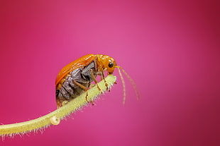 yellow and gray insect